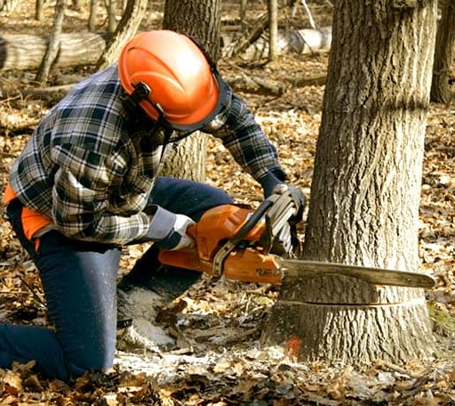 Tree Removal in Hadlyme, CT